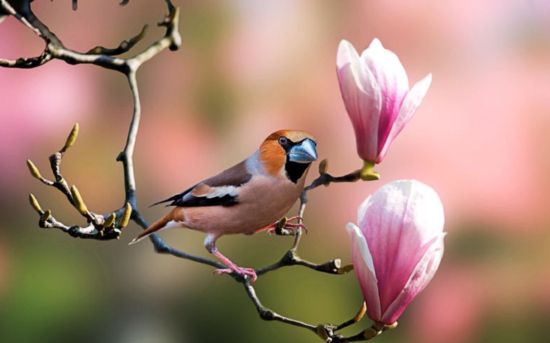 soan-bai-mua-xuan-nho-nho-lop-9 Soạn bài mùa xuân nho nhỏ lớp 9