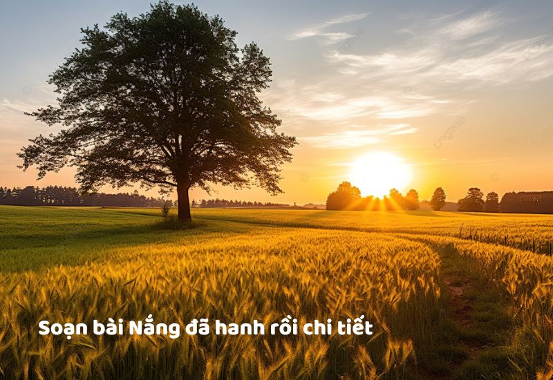 soan-bai-nang-da-hanh-roi-chi-tiet Soạn bài Nắng đã hanh rồi chi tiết