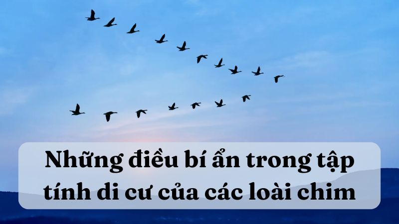 soan-bai-nhung-dieu-bi-an-trong-tap-tinh-di-cu-cua-cac-loai-chim-1 Soạn bài Những điều bí ẩn trong tập tính di cư của các loài chim