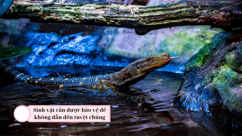 soan-bai-su-song-va-cai-chet-ket-noi-tri-thuc soạn bài sự sống và cái chết kết nối tri thức