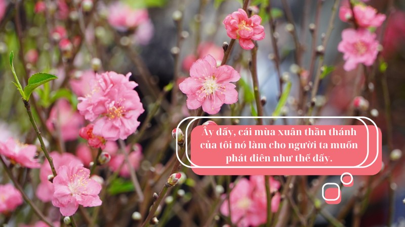 soan-bai-thang-gieng-mo-ve-trang-non-ret-ngot-lop-7 soạn bài tháng giêng mơ về trăng non rét ngọt lớp 7