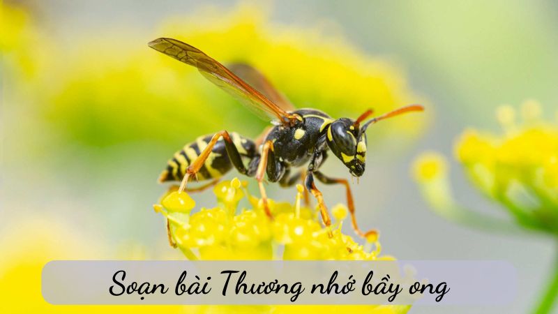 soan-bai-thuong-nho-bay-ong soạn bài Thương nhớ bầy ong
