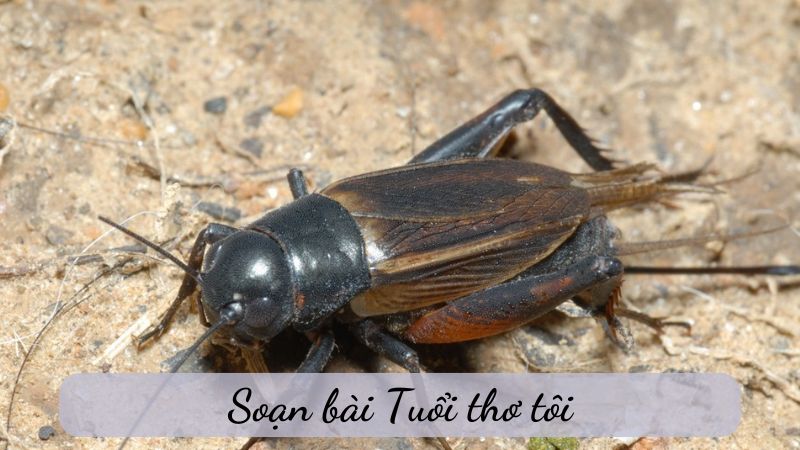 soan-bai-tuoi-tho-toi Soạn bài Tuổi thơ tôi