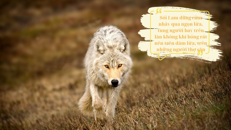 soan-van-8-mat-soi soạn văn 8 mắt sói