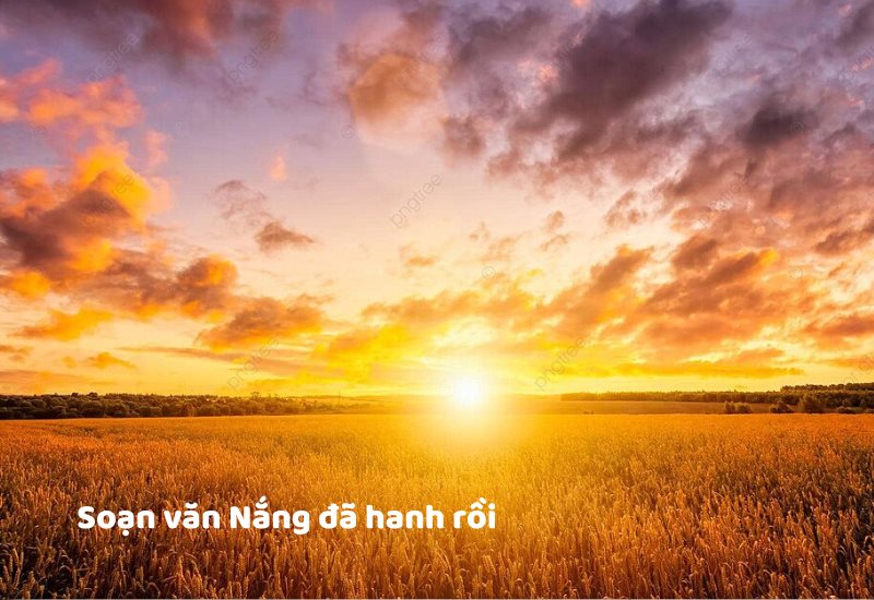 soan-van-nang-da-hanh-roi Soạn văn Nắng đã hanh rồi