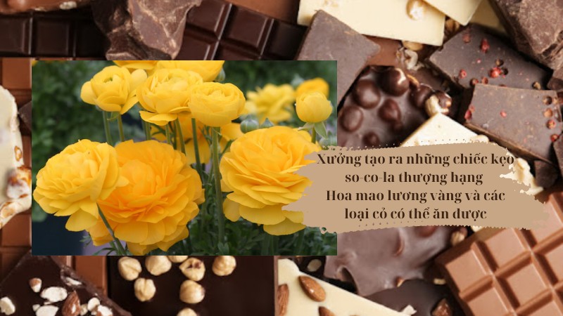 soan-van-xuong-so-co-la soạn văn xưởng so-co-la