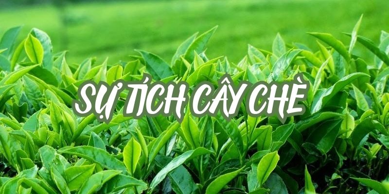 Truyện cổ tích Việt Nam: Sự tích cây chè