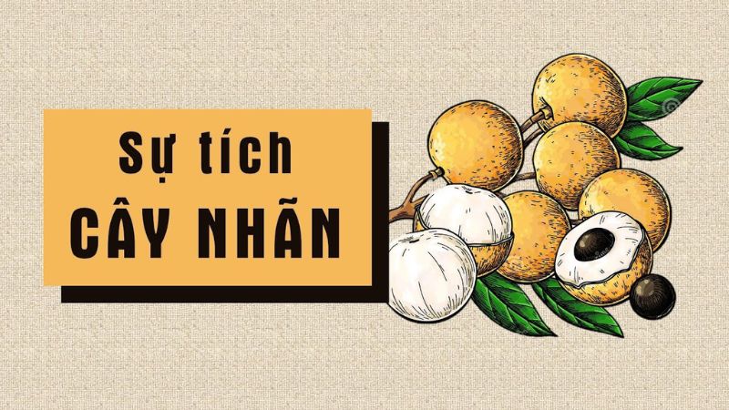 su-tich-cay-nhan-1 Sự tích cây nhãn