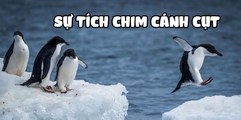 Truyện cổ tích Việt Nam: Sự tích chim cánh cụt