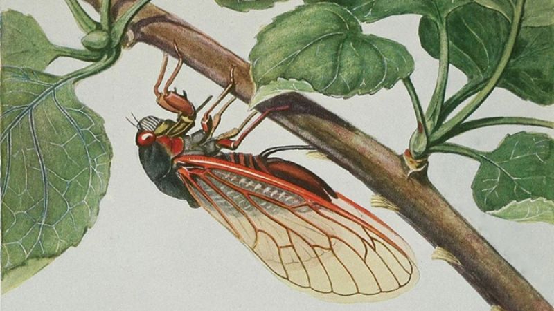 su-tich-con-ve-sau-1 Sự tích con ve sầu