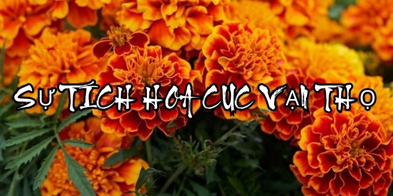 Truyện cổ tích Việt Nam: Sự tích hoa Cúc vạn thọ