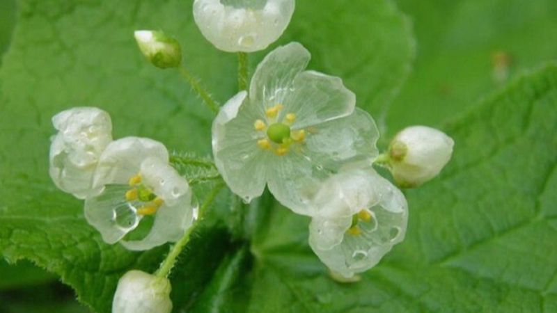 su-tich-hoa-thuy-tinh-1 Sự tích hoa Thủy tinh