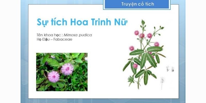su-tich-hoa-trinh-nu-1 sự tích hoa trinh nữ