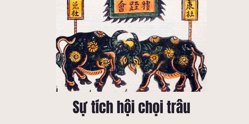 su-tich-hoi-choi-trau-1 sự tích hội chọi trâu