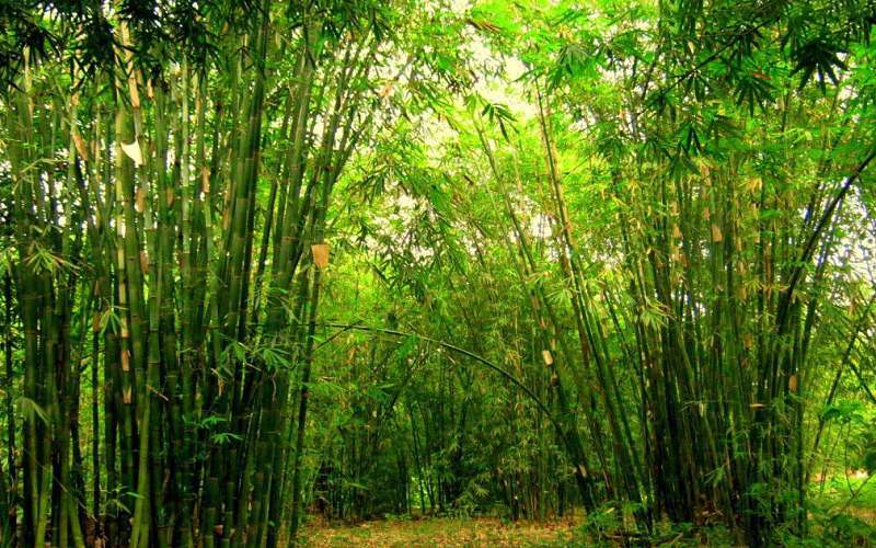 tac-pham-tieu-bieu-cua-giang-nam Tác phẩm tiêu biểu của Giang Nam