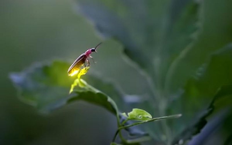 tac-pham-tieu-bieu-cua-vo-quang Tác phẩm tiêu biểu của Võ Quảng