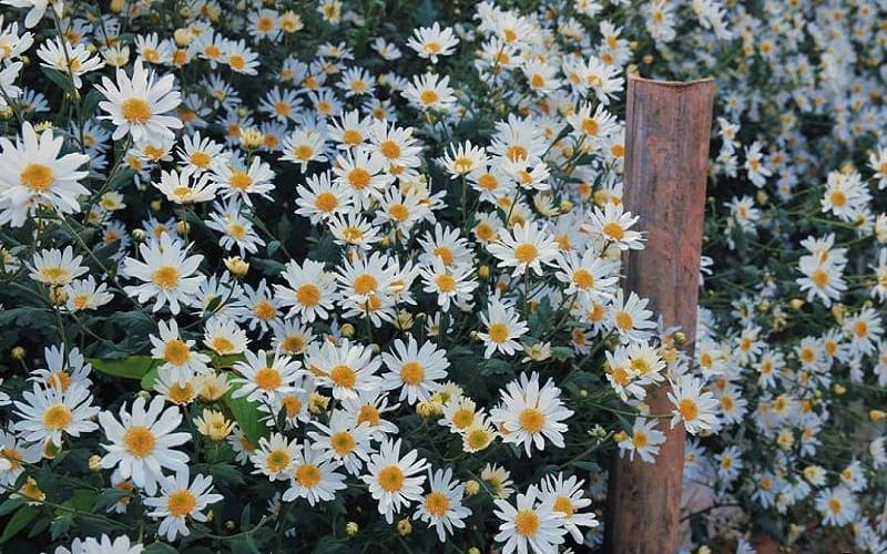 tho-hay-thang-10 Thơ hay tháng 10