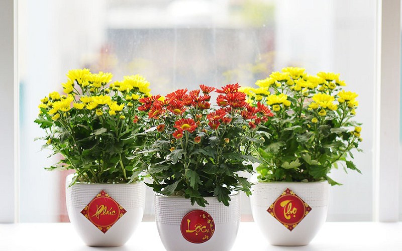 tho-hoa-tet Thơ hoa tết