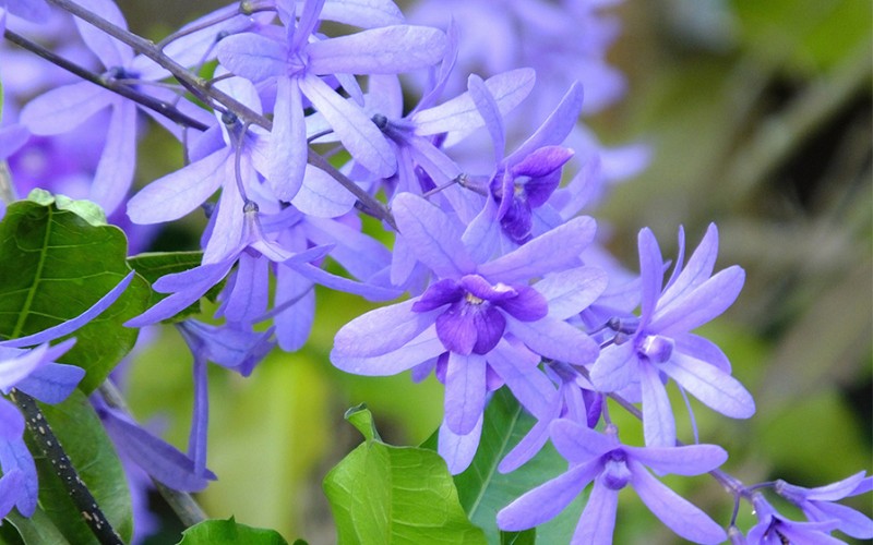 tho-ngan-gon-ve-hoa-mai Thơ ngắn gọn về hoa mai