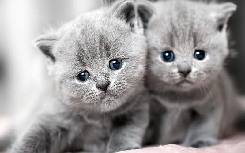 tho-pham-ho-cho-tre-mam-non Thơ Phạm Hổ cho trẻ mầm non