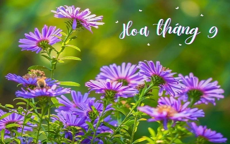 tho-thang-9-1 Thơ tháng 9