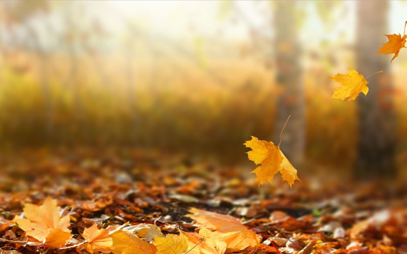 tho-ve-gio-mua-thu thơ về gió mùa thu