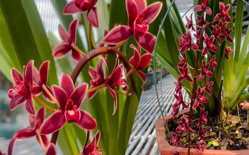 tho-ve-hoa-lan-kiem-hay Thơ về hoa lan kiếm hay