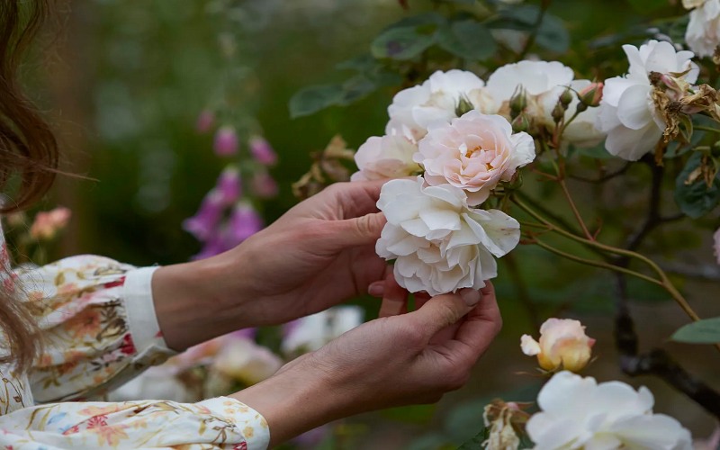 tho-ve-hoa-no-hoa-tan Thơ về hoa nở hoa tàn