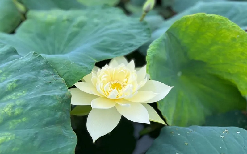 tho-ve-sen-trang Thơ về sen trắng