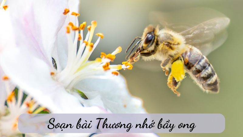 thuong-nho-bay-ong-1 thương nhớ bầy ong