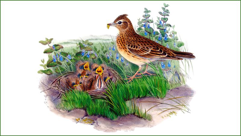 tom-tat-van-ban-bay-chim-chia-voi-1 tóm tắt văn bản bầy chim chìa vôi