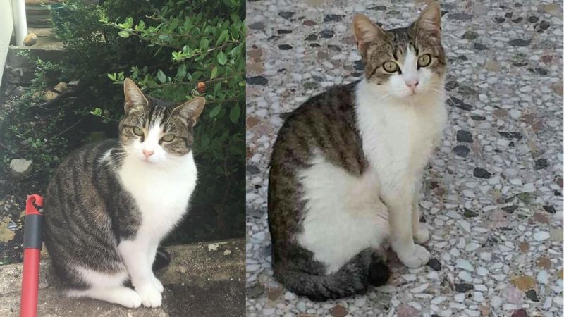 tra-loi-cau-hoi-bay-chim-chia-voi trả lời câu hỏi bầy chim chìa vôi