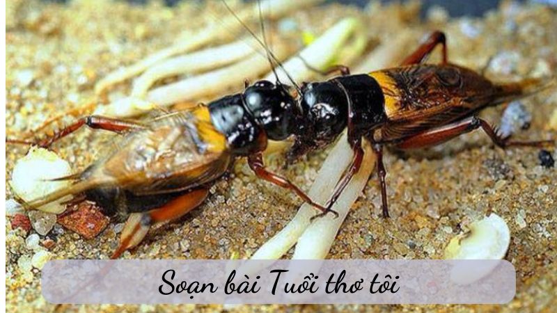 tuoi-tho-toi-2 tuổi thơ tôi