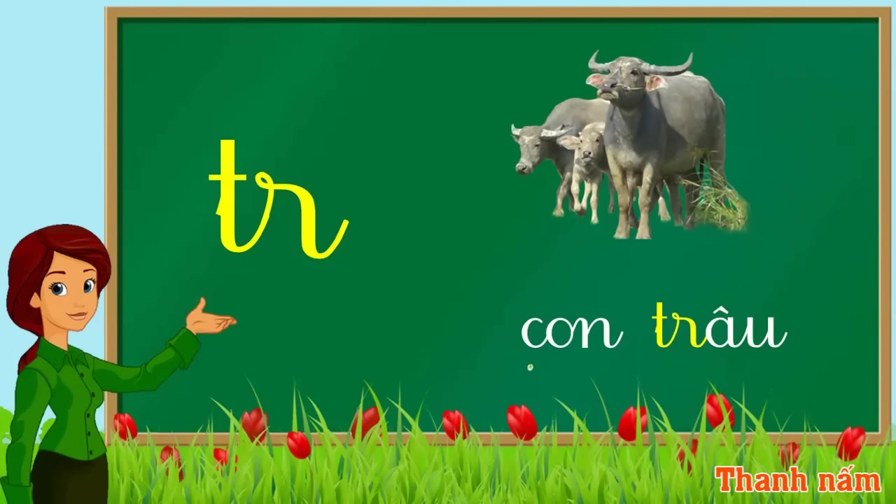 Minh họa chữ "Tr" với hình ảnh con trâu.